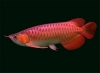 High-quality-Arowanas-fihes-for-sale
