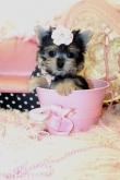 We-have-two-beautiful-Yorkie-puppies-