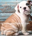 bulldog-puppy-for-sale