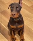 Charming-Doberman-Puppy-for-rehoming